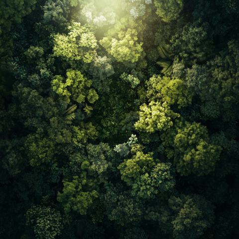 Aerial View of Dense Green Forest Canopy