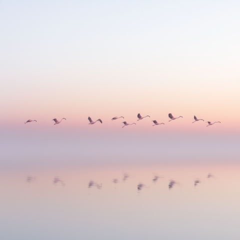 Flamingos Flying Over Serene Pink Lake