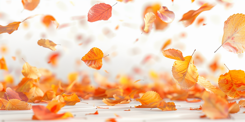 Orange and Yellow Autumn Leaves Falling