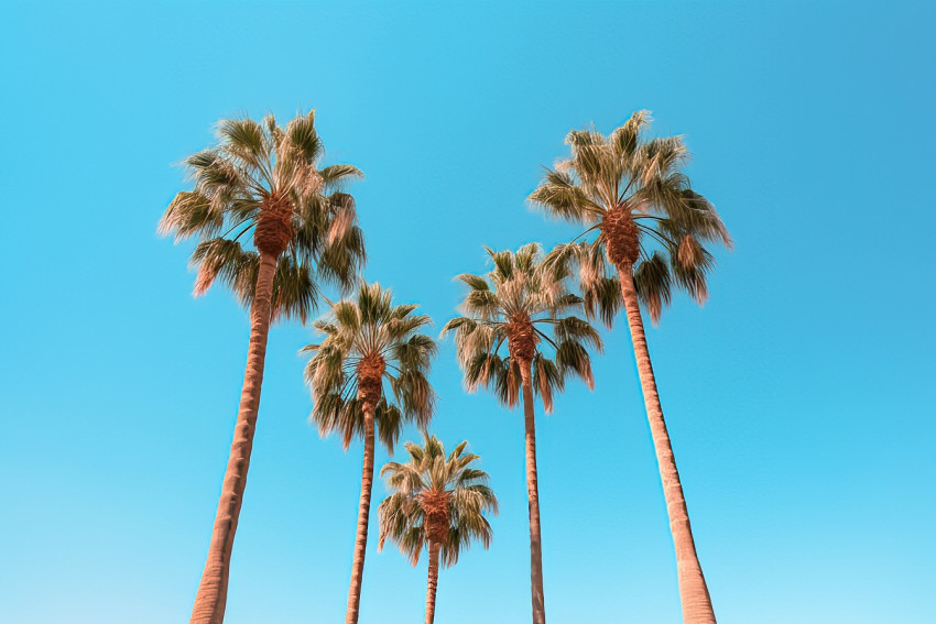 Palm Trees